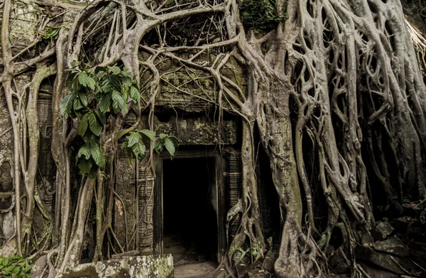 Angkor Prohm Khmer ancient Buddhist temple in jungle forest. Famous — Stock Photo, Image