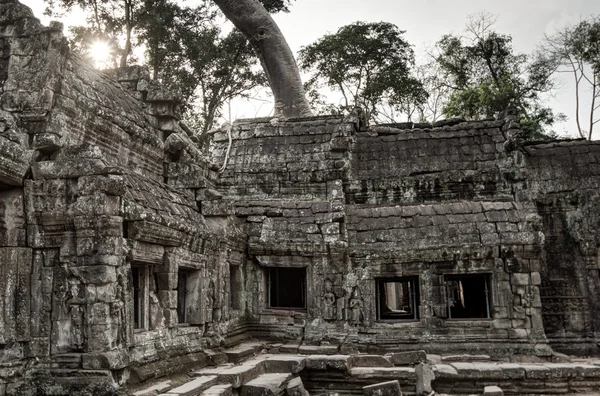 Angkor Prohm Khmer antigo templo budista na floresta da selva. Famoso. — Fotografia de Stock