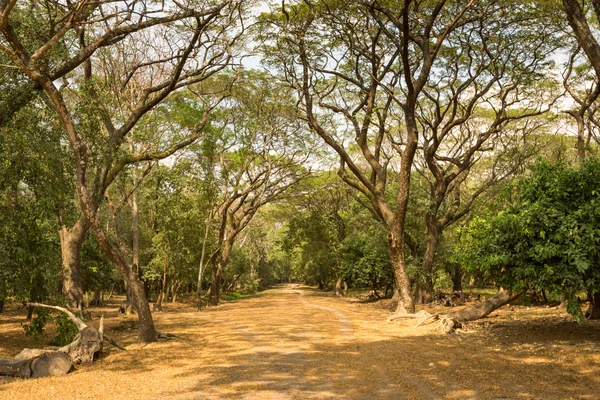 angkor wat tapınağı, siem hasadı, Kamboçya