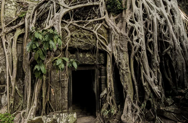 Angkor Prohm Khmer antiguo templo budista en la selva. Famoso. Imagen de stock