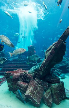 Dubai, Birleşik Arap Emirlikleri - 31 Aralık: Hotel Atlantis büyük akvaryum