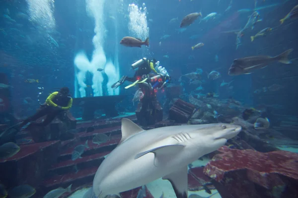 Dubaj, Emiráty - 31. prosince: Velké akvárium v hotelu Atlantis — Stock fotografie