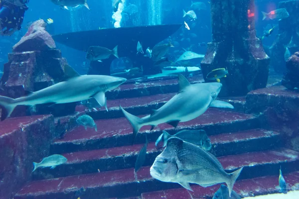 Dubaj, Emiráty - 31. prosince: Velké akvárium v hotelu Atlantis — Stock fotografie