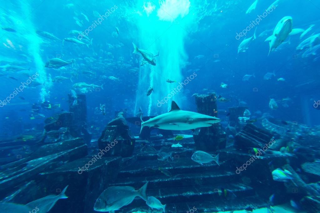 Dubai Uae December 31 Large Aquarium In Hotel Atlantis