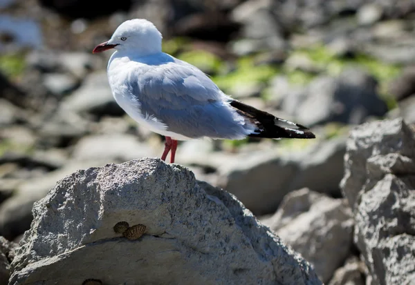 Coast of Kaikoura, south island New Zealand. — Stock Photo, Image