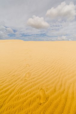 Dev kumul çöl gibi görünüyor. Kuzey Yeni Zelanda.