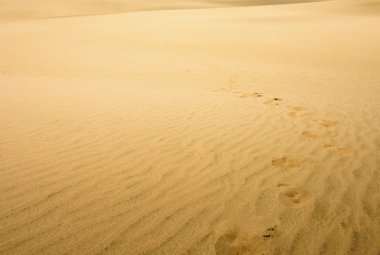 Dev kumul çöl gibi görünüyor. Kuzey Yeni Zelanda.
