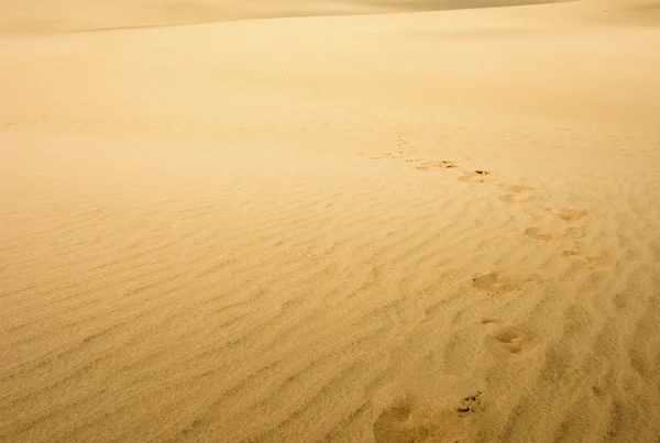 A Duna Gigante parece um deserto. Norte da Nova Zelândia . — Fotografia de Stock