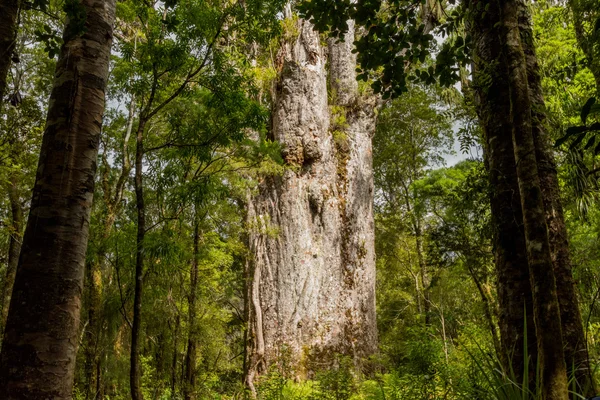 Tane Mahuta, ormanın efendisi: Kauri ağaç — Stok fotoğraf