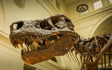 22 Mart 2016 - Chicago: Tyrannus Saurus Re'nin iskeleti