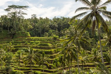 Padi Terrace, Bali, Endonezya - Katmanlı yerel plantasyon