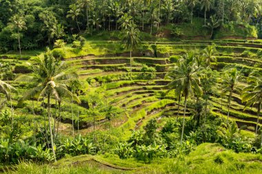 Padi Terrace, Bali, Endonezya - Katmanlı yerel plantasyon