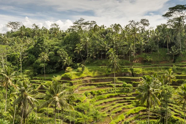 Padi Terrace, Bali, Indonésia - Plantação local das camadas — Fotografia de Stock