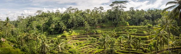 Padi Terrace, Bali, Indonésia - Plantação local das camadas — Fotografia de Stock