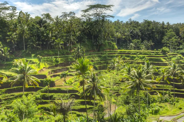 Padi Terrace, Bali, Indonesia - Plantación local de las capas — Foto de Stock