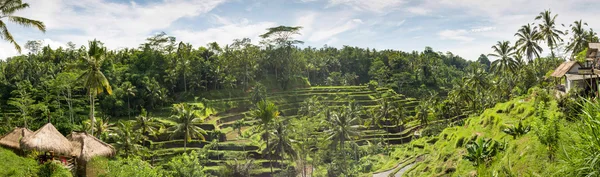 Panorama Rice terasa, Bali, Indonésie — Stock fotografie
