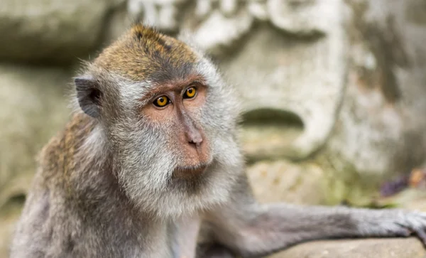 Long-tailed macaques (Macaca fascicularis) in Sacred Monkey Fore — Stock Photo, Image