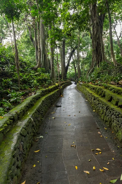 Dinero bosque Ubud Bali Indonesia — Foto de Stock