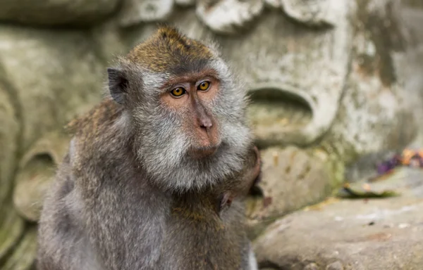 Long-tailed macaques (Macaca fascicularis) in Sacred Monkey Fore — Stock Photo, Image