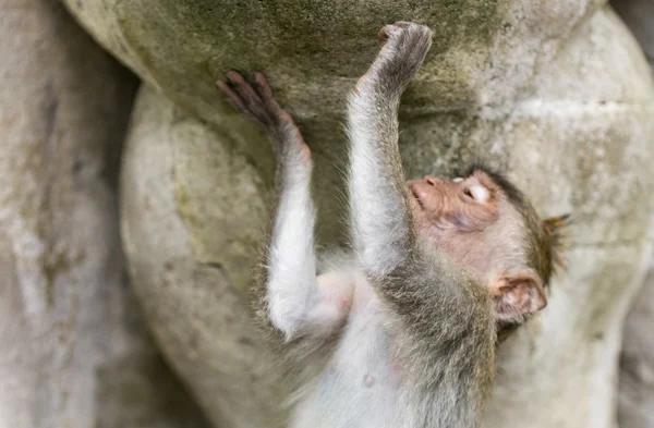 Dlouhoocasých makaků (macaca fascicularis) v sacred monkey přední — Stock fotografie