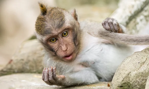 Dlouhoocasých makaků (macaca fascicularis) v sacred monkey přední — Stock fotografie