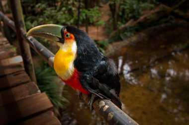 Toucan kuş, Milli Parkı Iguazu