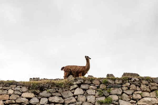 Μάτσου Πίτσου (Περού, Νότια Αμερική), ένα μνημείο παγκόσμιας πολιτιστικής κληρονομιάς — Φωτογραφία Αρχείου
