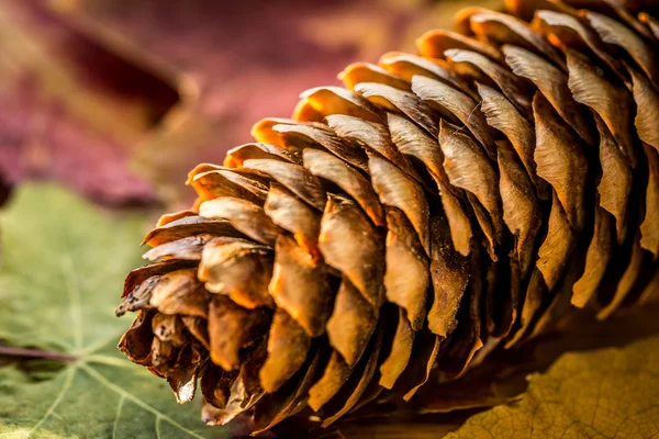 Fond d'automne avec des feuilles colorées et un cône de pin Image En Vente