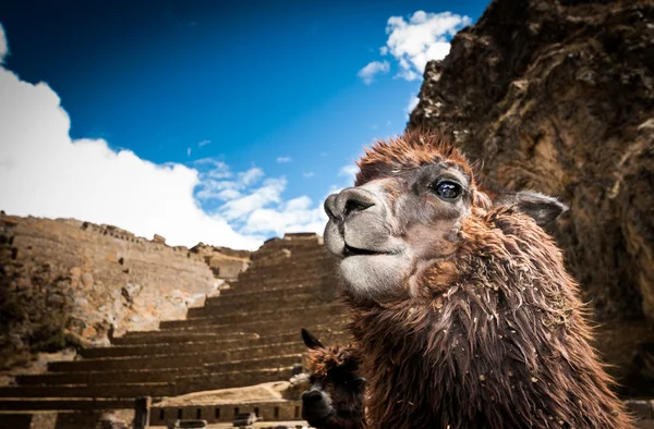 Terrazas de Pisac en el valle de Urubamba cerca de Cusco (Perú) ) Imagen de archivo