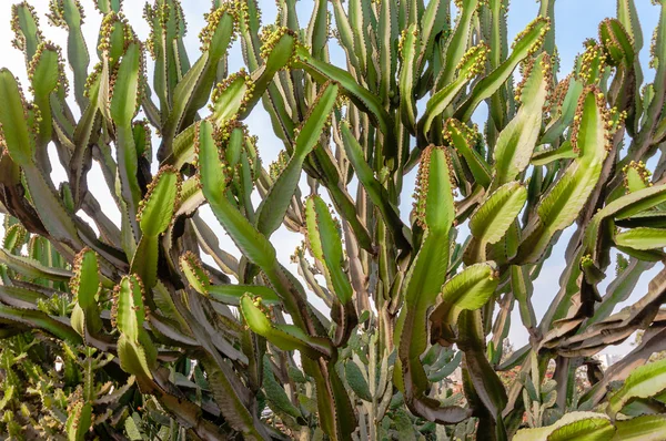 Perucactus a Lima Perù — Foto Stock