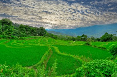 Güney Doğu Çin, yaylaları Yunan Rice teraslar