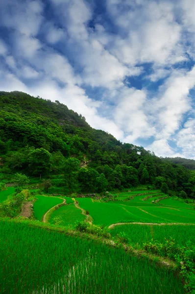 South east China, Yunan Rice terraces highlands — Stock Photo, Image