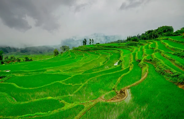 South China, Yunnan - 2011: Rice terraces in highlands — Stock Photo, Image