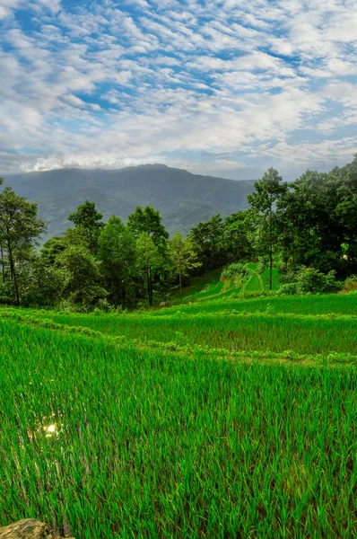 South east China, Yunan Rice terraces highlands — Stock Photo, Image