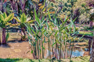 Brezilya 'da bir lagünün kenarında büyüyen uzun bitkiler.. 