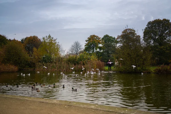 Dundalk, İrlanda: 11 Kasım 2020: Ice House Hill Park Dundalk