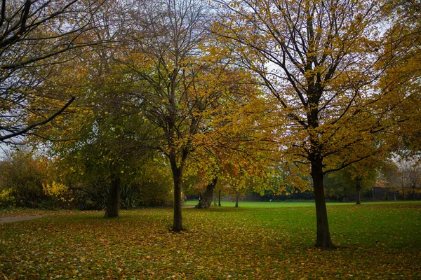 Dundalk, İrlanda: 11 Kasım 2020: Ice House Hill Park Dundalk