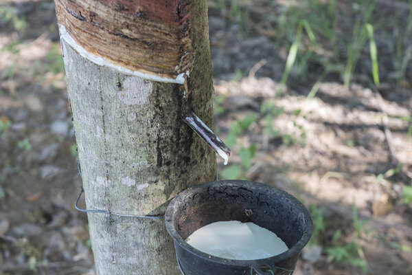 Rubber tree producing latex on plantation