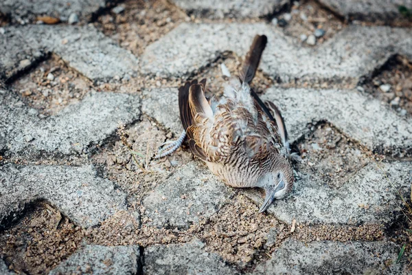 Pássaro (pomba) morto no chão — Fotografia de Stock