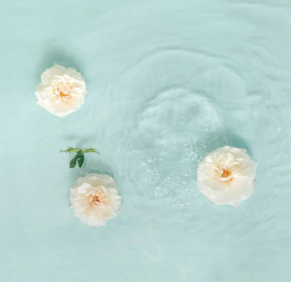 Delikatne Lato Płaskie Tło Białymi Kwiatami Róży Pełnym Rozkwicie Pływające — Zdjęcie stockowe