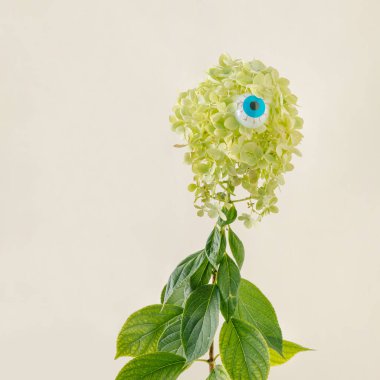 Güzel soluk yeşil ortanca çiçek açar. Çiçek açan çalıların arasında ürkütücü cadıların gözleri vardır. Pastel bej arka planda. Cadılar Bayramı için bayram dekoru. Asgari komik soyut sahne.