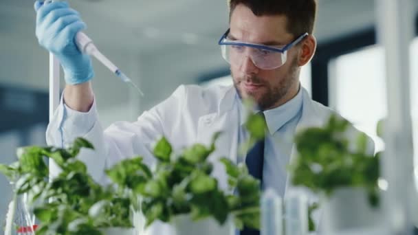 실험실에서 피펫과 함께 식물에 생체 보충 물을 첨가하는 과학자 — 비디오