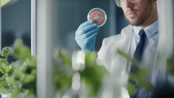 Вчений дивлячись на м'ясний зразок Вегана — стокове відео
