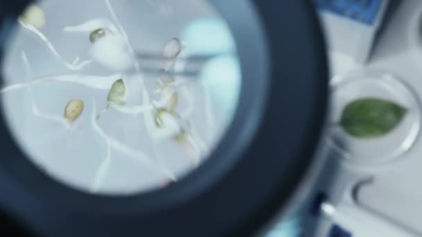 Cientista olhando para brotos de plantas sob microscópio — Vídeo de Stock