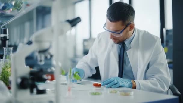 Tudós Egy paradicsom vizsgálata a laboratóriumban — Stock videók