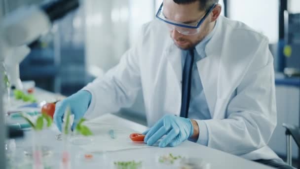 科学家在实验室检验番茄 — 图库视频影像