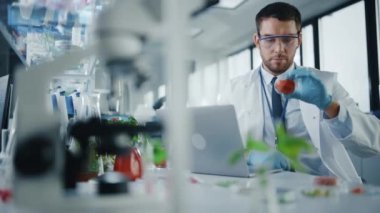 Bilimadamı Laboratuvarda Bir Domates İncelemesi