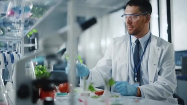A zöld növényeket vizsgáló tudós — Stock videók