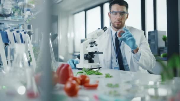 Naukowiec patrząc na wegańskie próbki mięsa — Wideo stockowe