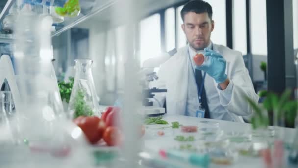 Scienziato che esamina un pomodoro in laboratorio — Video Stock